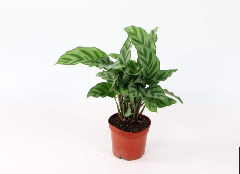 超好打理的2种花,光照需求低,关键颜值高还好养! 超好打理的2种花,光照需求低,关键颜值高还好养!