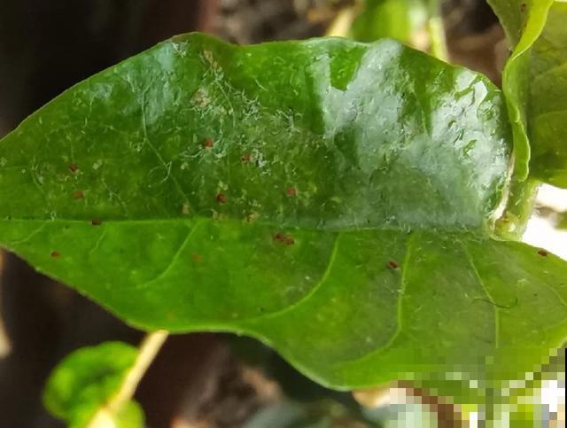 花出现黄叶打蔫，千万别扔，还能救回来！