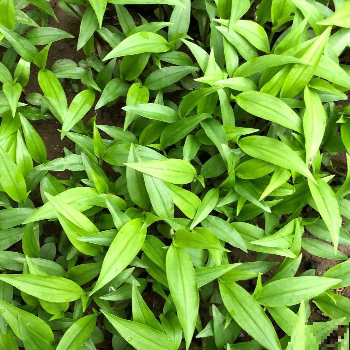 野外挖棵鸭跖草，装盆里就开花，紫莹莹小花特美！
