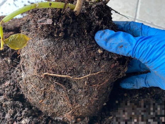 夏天潮湿闷热，一不小心花就烂根，看准时机砍掉，照样长出新叶子