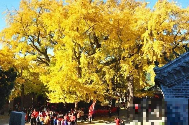 中国8大古树，历经千年不倒，最老一棵4000岁！