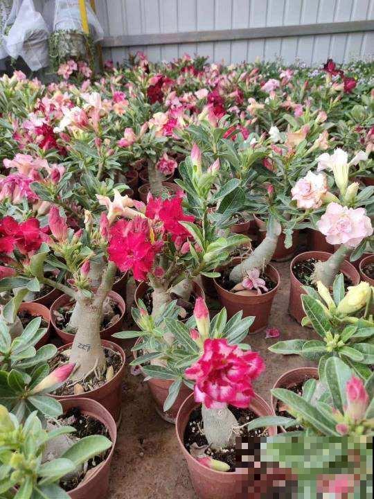 三角梅要想养成大花树，记住一个“旱”字，呼呼开花不停