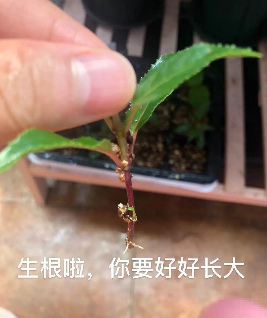 8种花夏天太容易死,现在赶紧扦插,死了也不心疼! 8种花夏天太容易死,现在赶紧扦插,死了也不心疼!