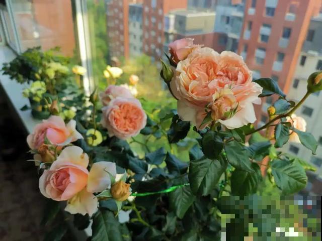 花出现黄叶打蔫，千万别扔，还能救回来！