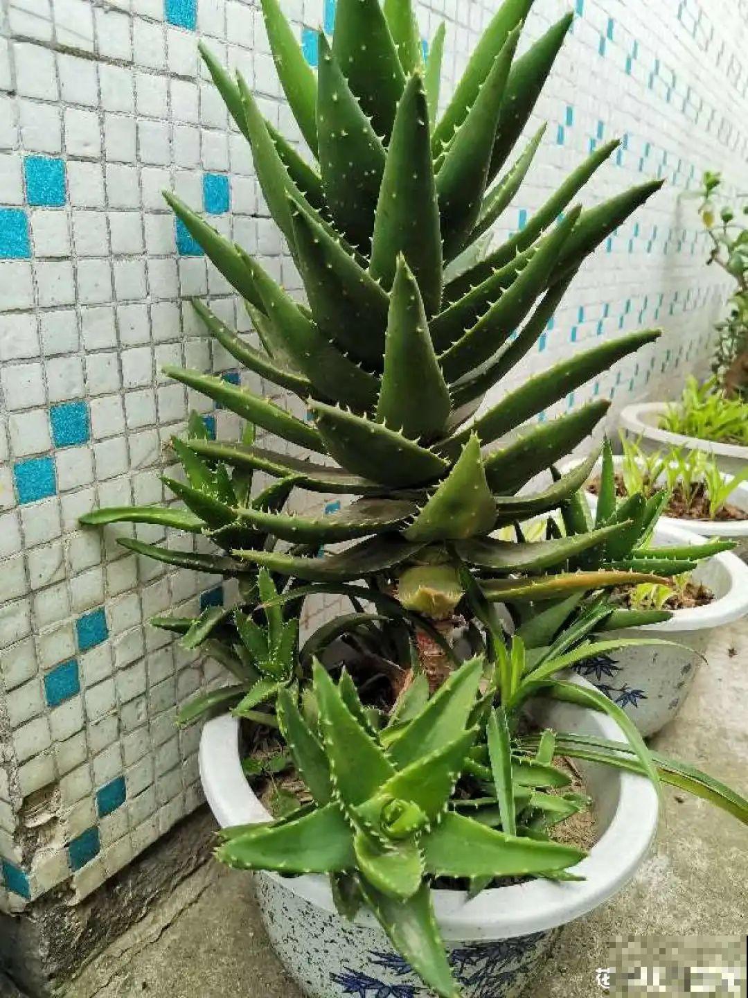 18种最好养的花大盘点，绿萝只能排倒第一！