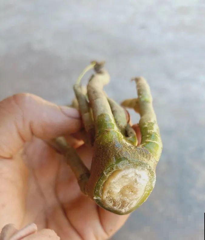 18种难养的花，把握一个点，就能起死回生！