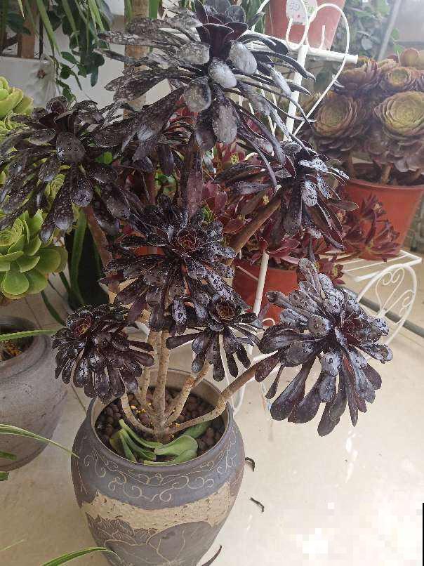 邻居养的多肉长成小树,价格翻倍,谁见了都喜欢 邻居养的多肉长成小树,价格翻倍,谁见了都喜欢