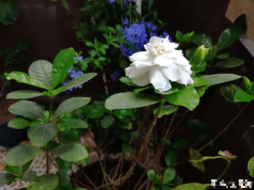 6种花就是磨人精,再也不想养了,累感不爱! 6种花就是磨人精,再也不想养了,累感不爱!