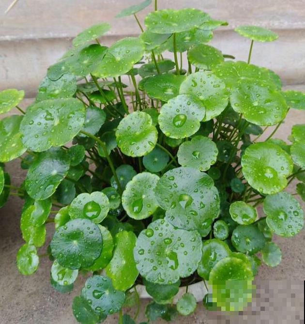 浇不死的5种花,越浇越长得旺,一缺水就蔫! 浇不死的5种花,越浇越长得旺,一缺水就蔫!