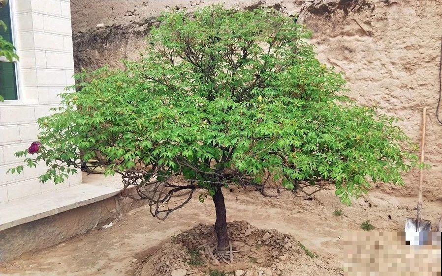 门口养棵大花树,风吹就开花,20年变成传家宝! 门口养棵大花树,风吹就开花,20年变成传家宝!