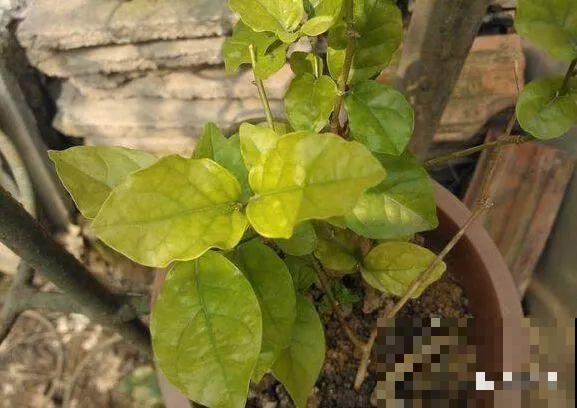 茉莉花后赶紧剪,剪完就开花,一直剪一直开! 茉莉花后赶紧剪,剪完就开花,一直剪一直开!