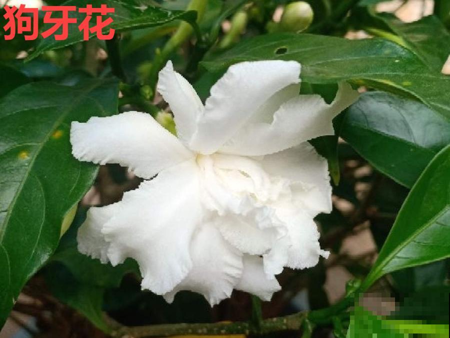 玫瑰月季傻傻分不清，教你怎么辨别，别买到假货了！