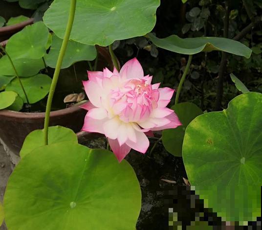 浇不死的5种花,越浇越长得旺,一缺水就蔫! 浇不死的5种花,越浇越长得旺,一缺水就蔫!