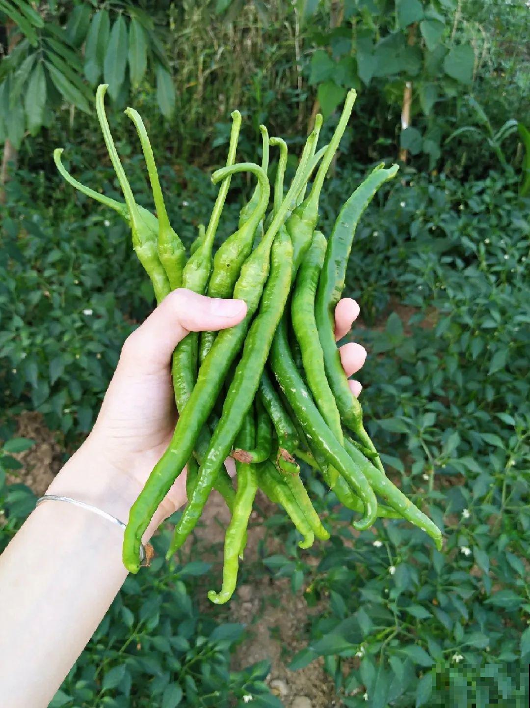 我想回农村,院子里养花、种菜,过清闲日子 我想回农村,院子里养花、种菜,过清闲日子