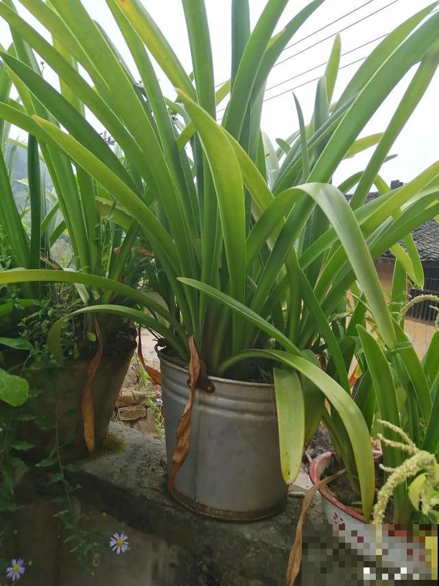 10种花，落片叶子就生根，盆里长满小崽！