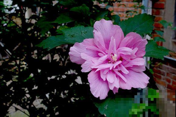 路边的木槿花开了,老人摘了一大筐,上锅蒸比肉还香! 路边的木槿花开了,老人摘了一大筐,上锅蒸比肉还香!