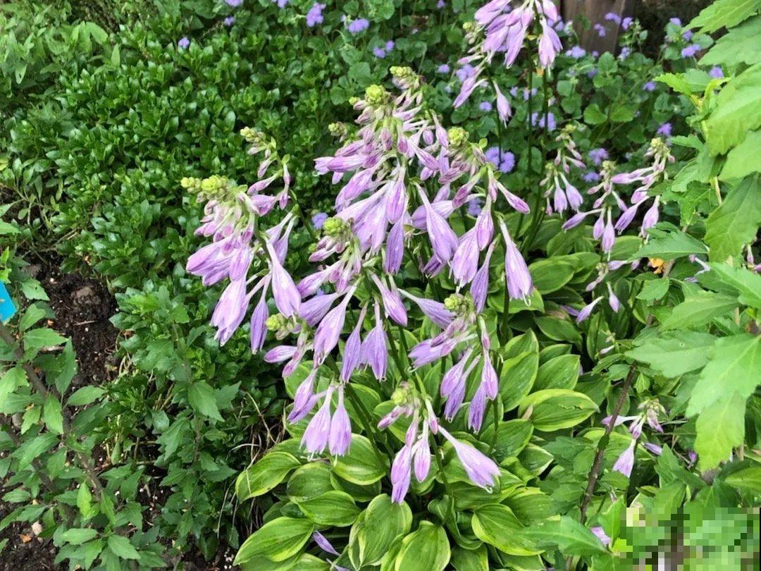 特干净的10种花,天热养一盆,家里特凉快! 特干净的10种花,天热养一盆,家里特凉快!