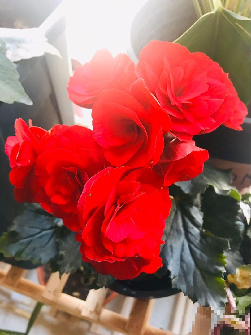 5种花不能闷,否则叶子长斑,掉叶成光杆 5种花不能闷,否则叶子长斑,掉叶成光杆