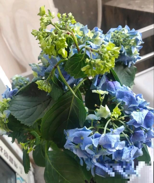 夏天潮湿闷热，一不小心花就烂根，看准时机砍掉，照样长出新叶子