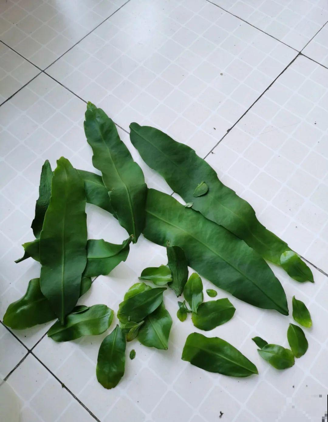 叶子唰啦全剪了，竟然冒出满盆花苞，神奇！