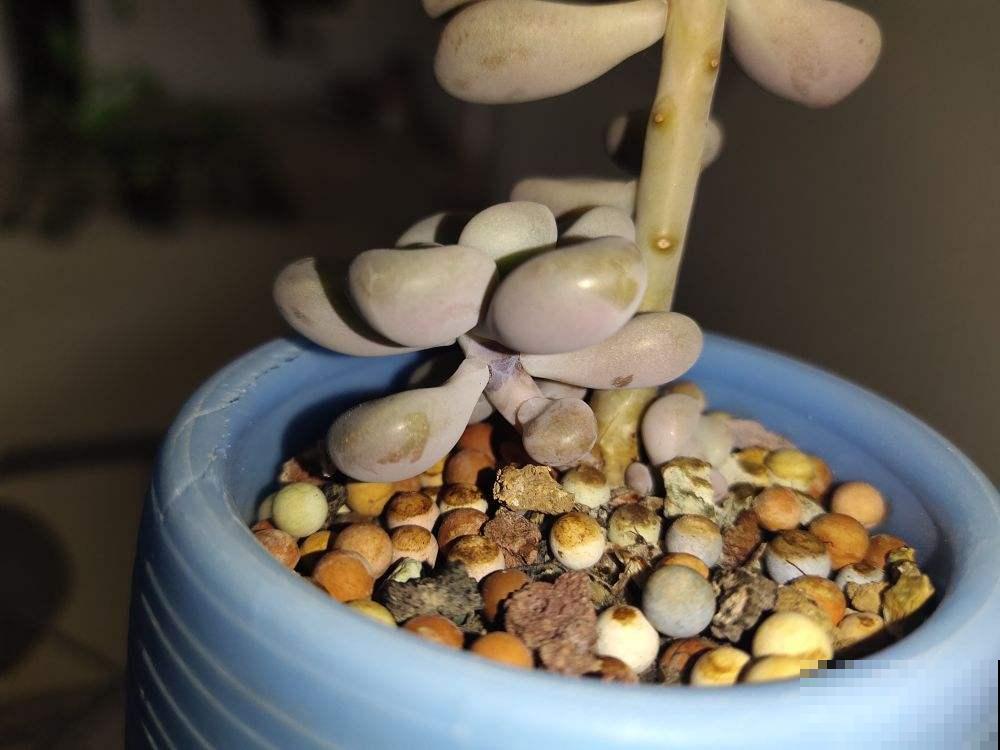 夏天多肉易黑腐，注意3个要点，安稳度夏