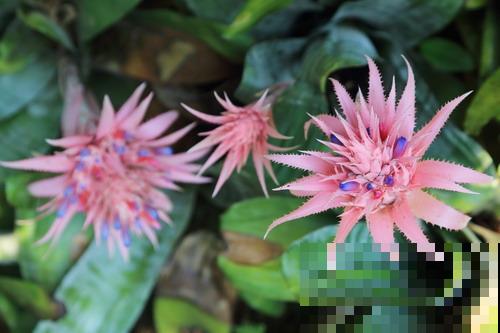 12种奇花异草，认识3种以上，就算见多识广了！