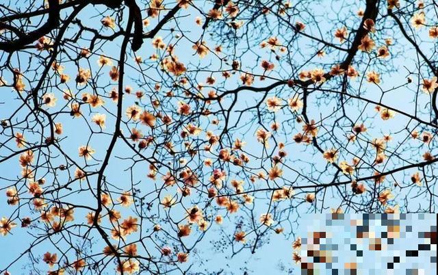 中国8大古树，历经千年不倒，最老一棵4000岁！