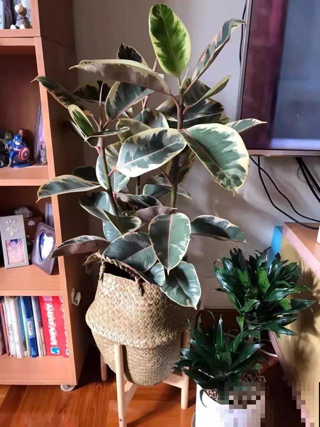 橡皮树叶子像艺术品，放阴凉地儿长得更旺，摆客厅能镇宅！