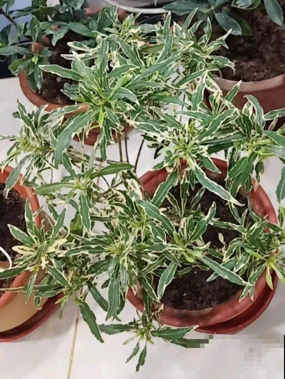 家里的花长出这种叶，千万保护好，特别值钱！