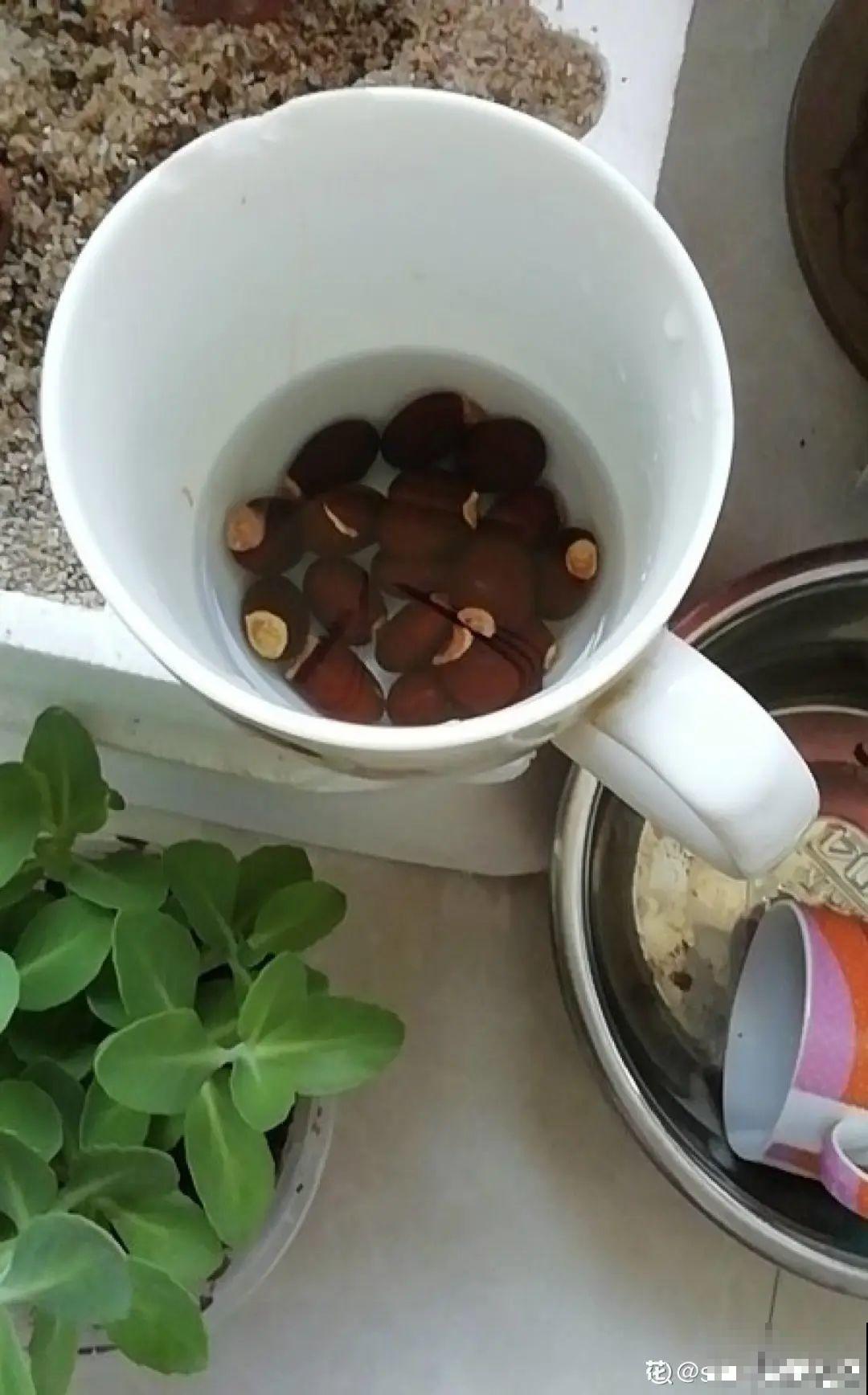 吃剩的果核不要丢,水里泡一泡,能变成清新小绿植! 吃剩的果核不要丢,水里泡一泡,能变成清新小绿植!