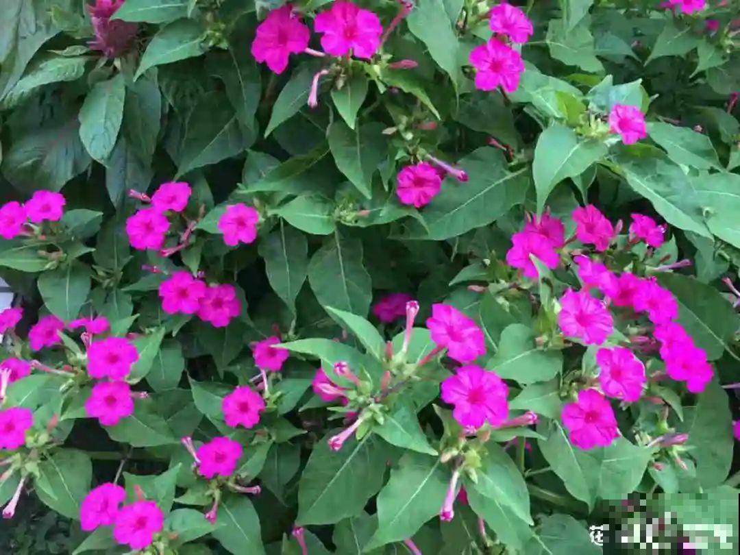 9种花可以预测天气，一开花就说明要下雨了！