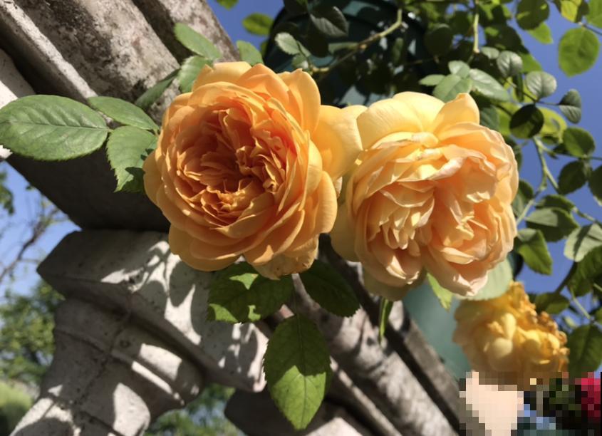 养花真的上瘾,买花买盆、买土买肥,循环往复,乐此不疲! 养花真的上瘾,买花买盆、买土买肥,循环往复,乐此不疲!