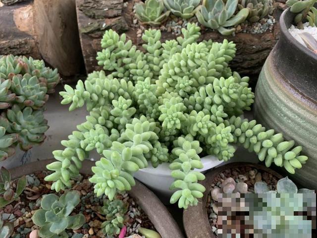 初夏雨水多，有些花淋雨必死，还不赶紧端回家？