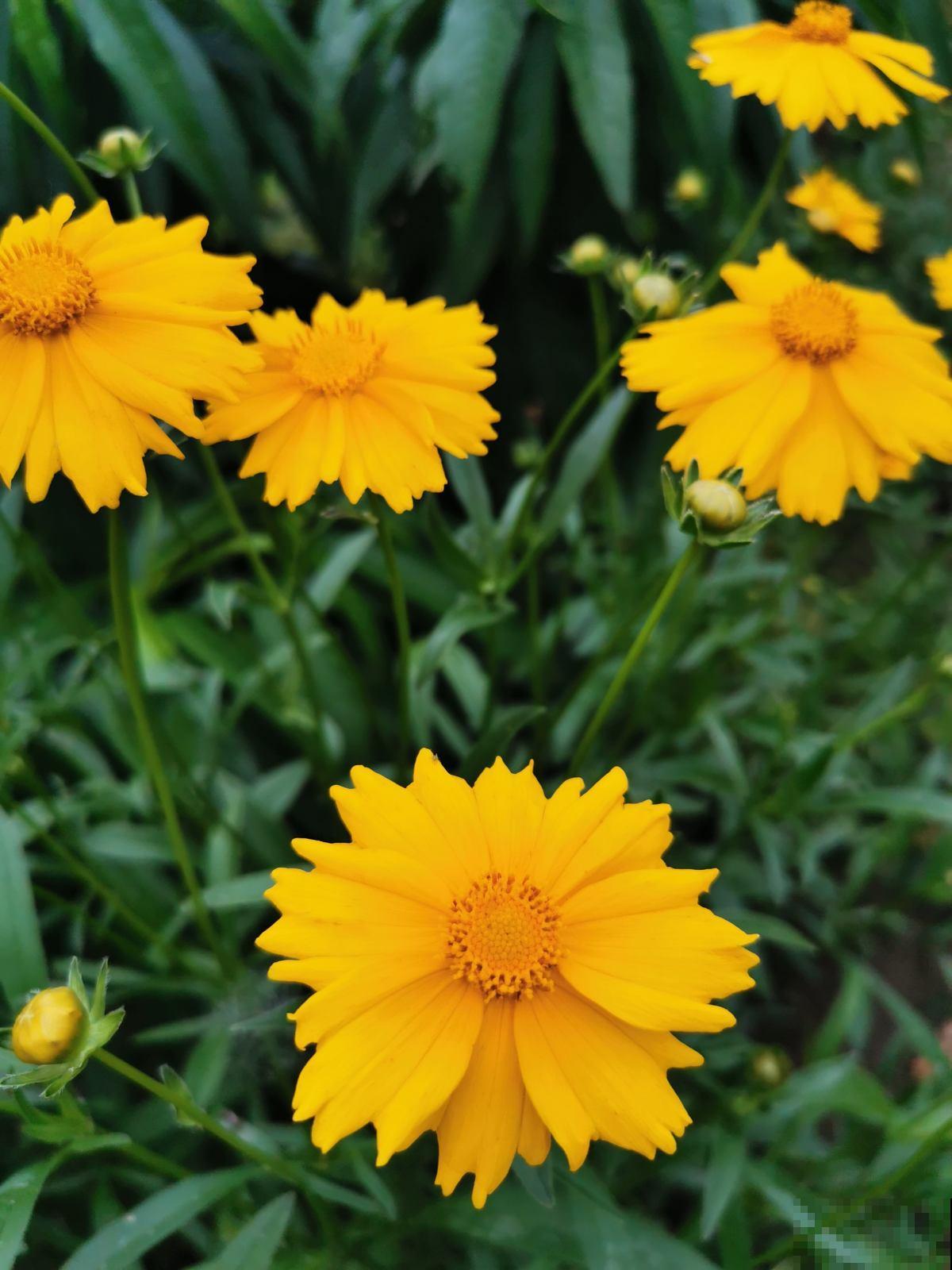 10种庭院花卉,种1次能活好多年,太超值了 10种庭院花卉,种1次能活好多年,太超值了