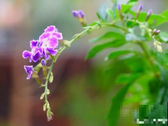 活的“香水花”，开一朵，家里香气飘飘！