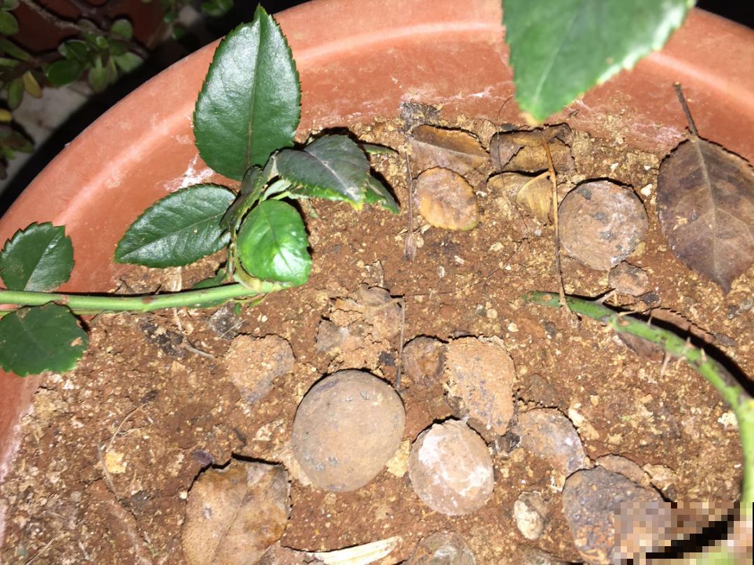 这花不用扦插，枝条往下一拉，1盆变20盆！