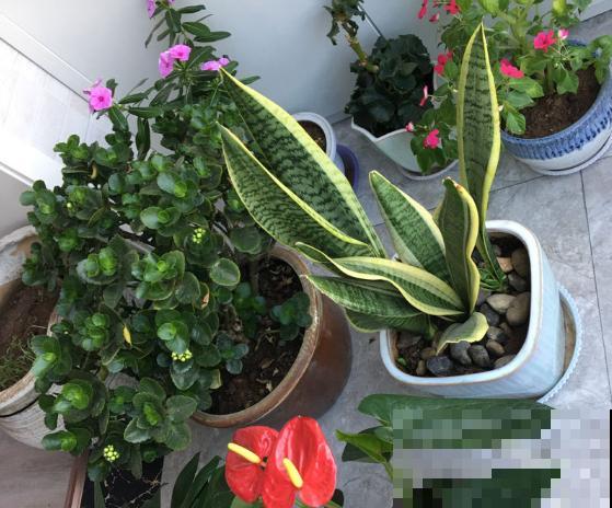 洋葱也能养花?催花效果明显好,蚊虫吓得不敢来! 洋葱也能养花?催花效果明显好,蚊虫吓得不敢来!