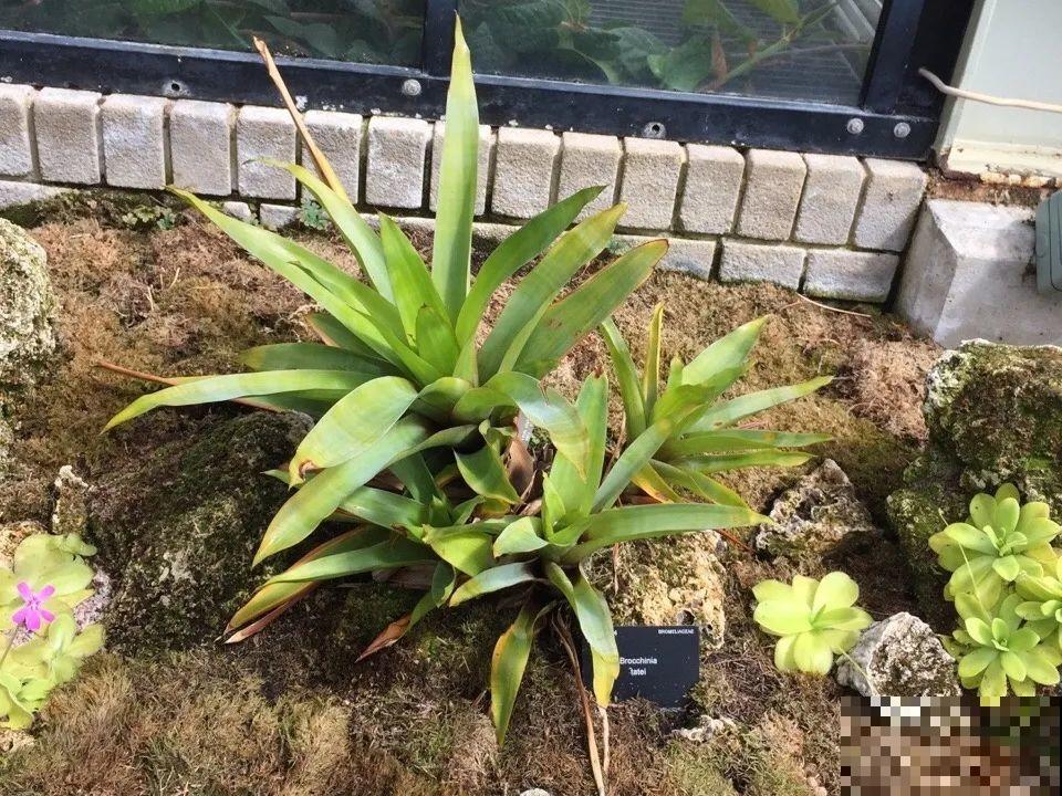 5种能吃蚊虫的花,家里养一盆,蚊子灭光光! 5种能吃蚊虫的花,家里养一盆,蚊子灭光光!