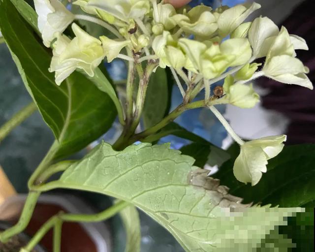 夏天潮湿闷热，一不小心花就烂根，看准时机砍掉，照样长出新叶子