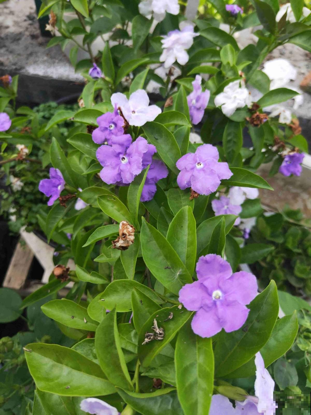鸳鸯茉莉很神奇，花瓣是变脸大师，白天晚上是两个色！
