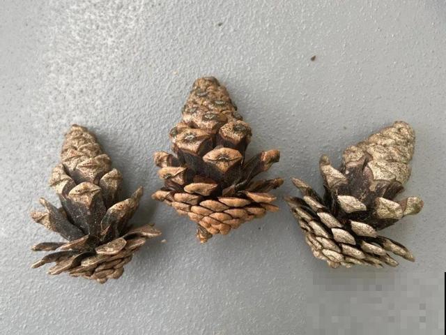 9种花可以预测天气，一开花就说明要下雨了！