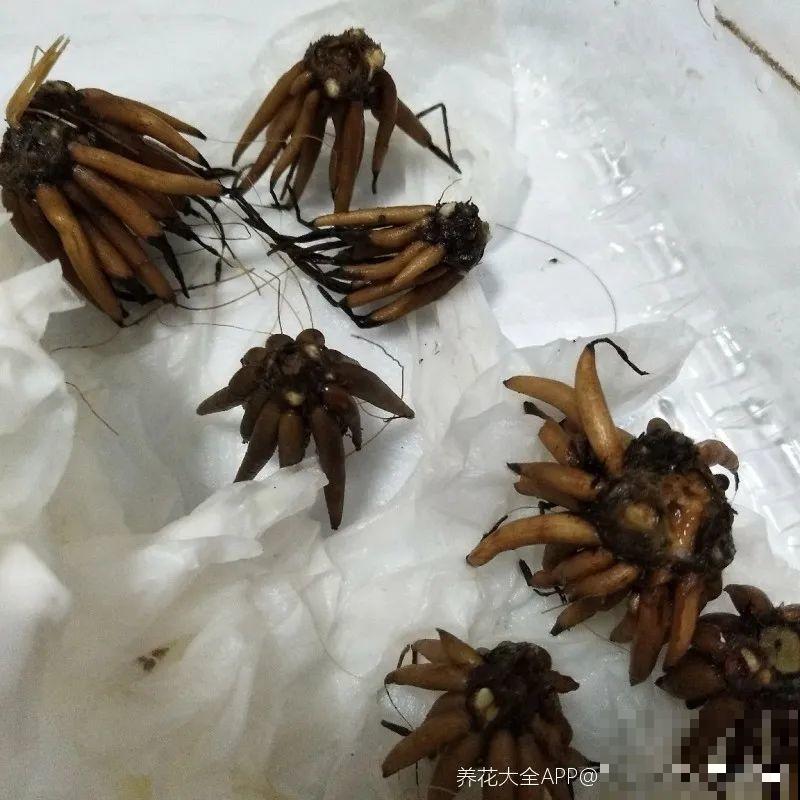 18种难养的花，把握一个点，就能起死回生！