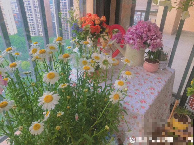 封闭阳台不通风，就养这些花，盆盆开爆像花园！
