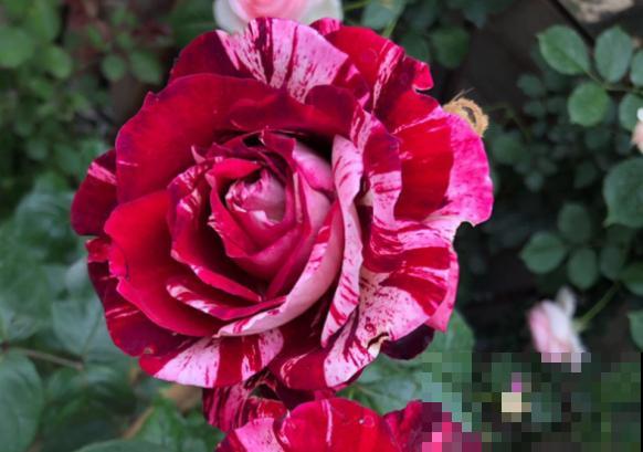 13种月季花，丰花勤花、花期超长，你能认出几种？