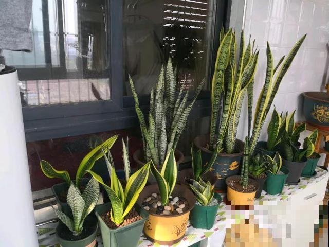 虎皮兰耐阴又好养,注意好这些小细节,想养死都难! 虎皮兰耐阴又好养,注意好这些小细节,想养死都难!