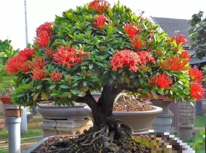 6种“红色”花,一开一大片,疯长起来拦不住! 6种“红色”花,一开一大片,疯长起来拦不住!