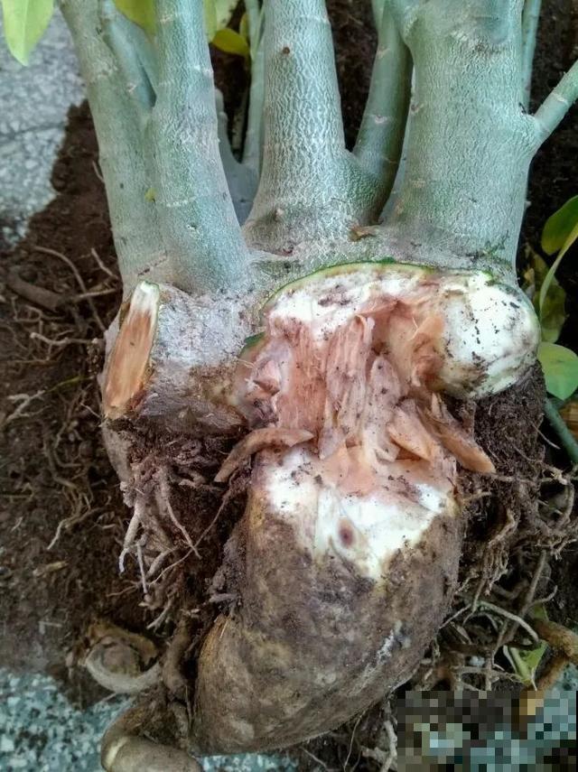 夏天潮湿闷热，一不小心花就烂根，看准时机砍掉，照样长出新叶子