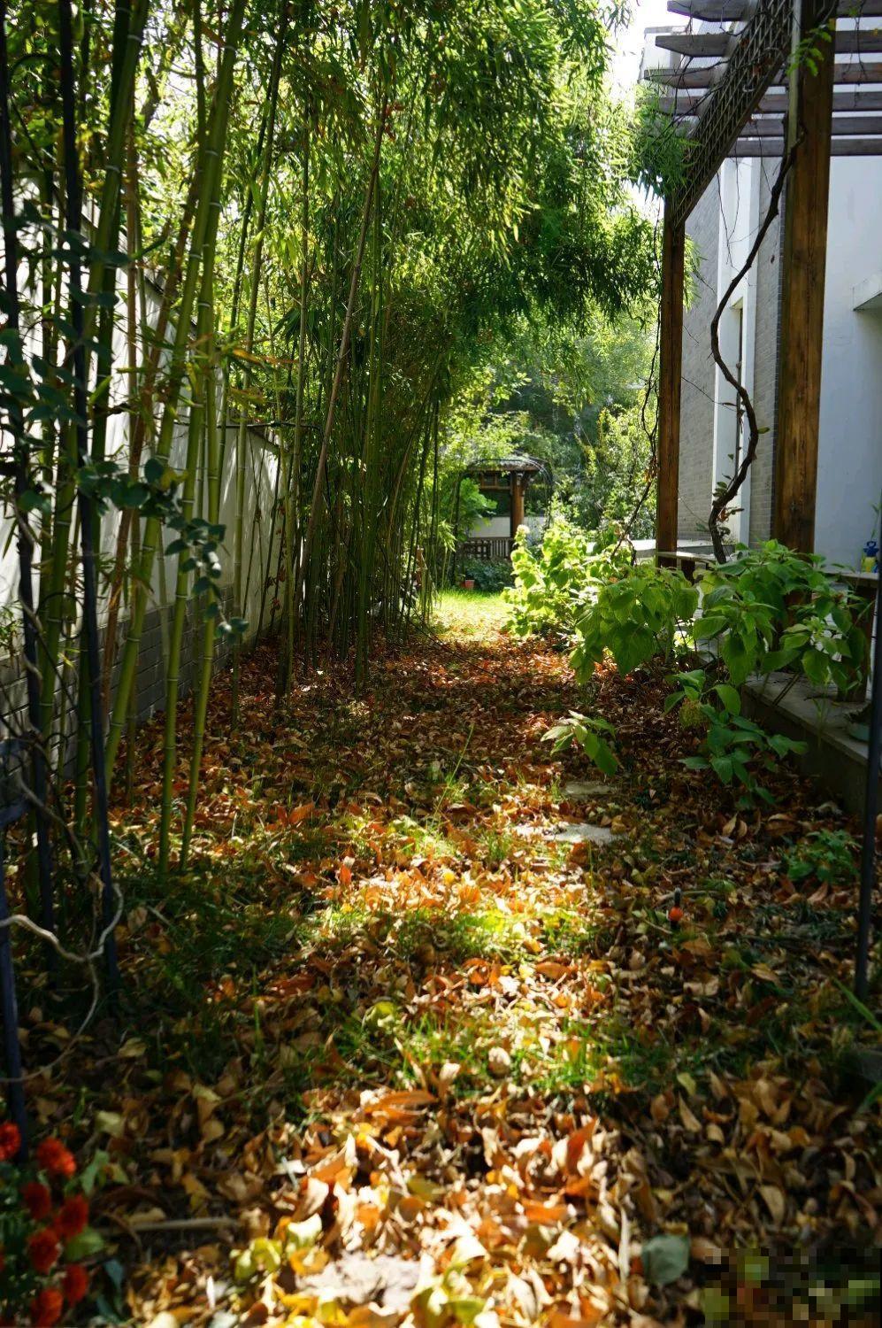 寻一方小院，建一处花园，养花喝茶一辈子！