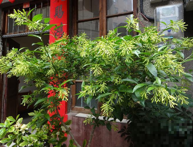3种香水植物，夏天摆窗台，驱蚊效果好！
