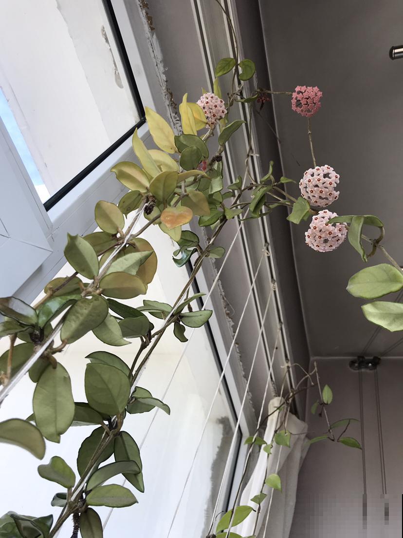 防盗窗上养这2种花，夏天遮阴又降温，开花还特漂亮